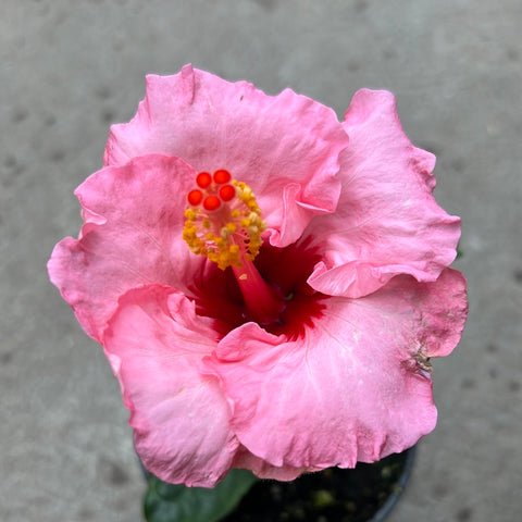 Hibiscus rosa-sinensis 'Hollywood Pop Star'