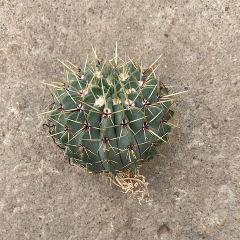 Notocactus buiningii 