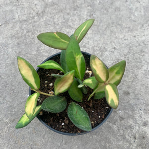 Hoya burtoniae f. variegata