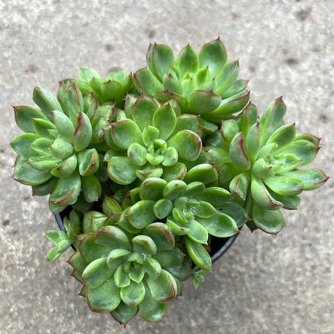 Echeveria 'Lin Jie Anna' 