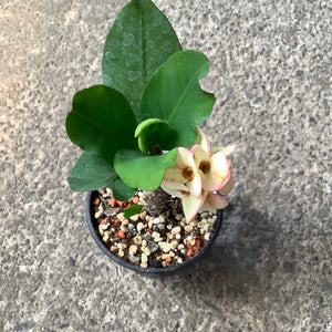 Ouvrir l&#39;image dans le diaporama, Euphorbia milii grandiflora thai hybrid ‘Green Apple’
