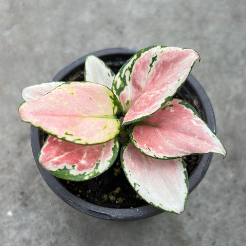 aglaonema pink jili Aglaonema 'Geely Red' | Tropical