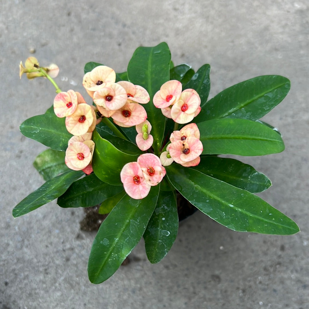 npk dünger kirschlorbeer Kirschlorbeerdünger flüssig - Perfekter Dünger main image 0