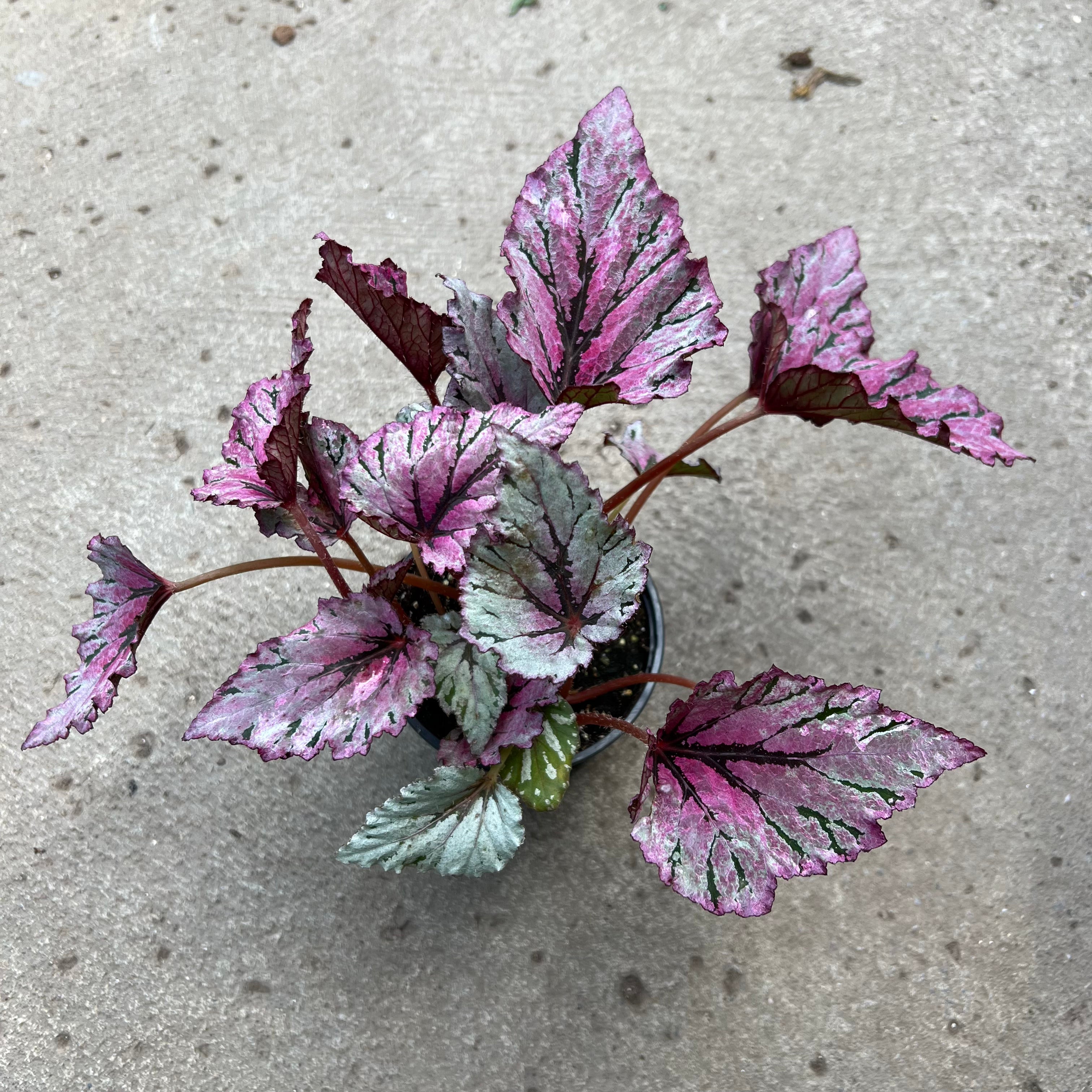 Begonia rex 'Rose splash' | Tropical | Plantarium – Serres Lavoie
