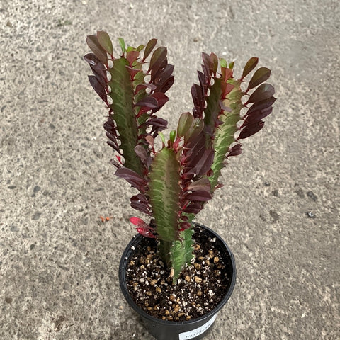 Euphorbia trigona rubra 