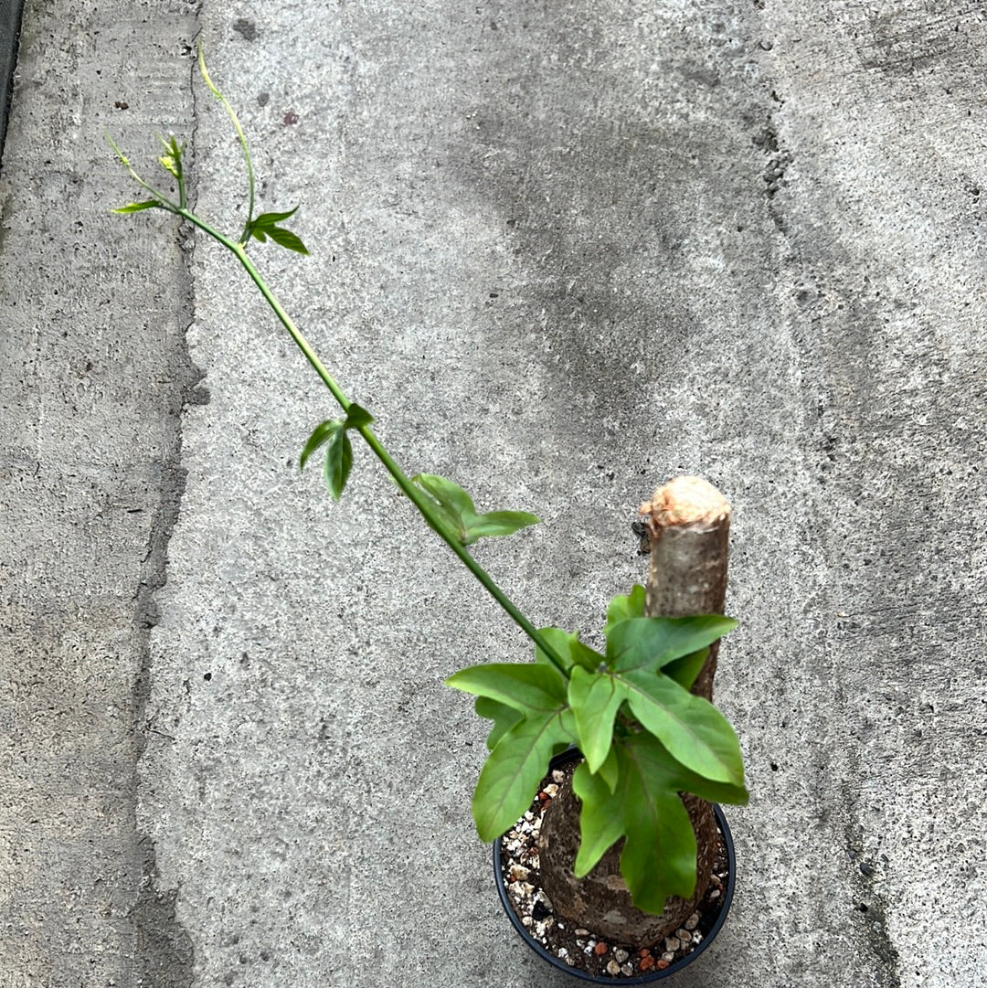 Adenia viridiflora