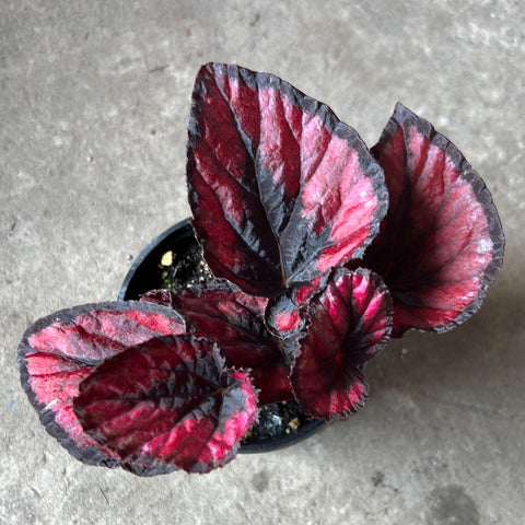 Begonia rex 'Red kiss'