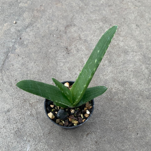 Aloe brevifolia depressa 