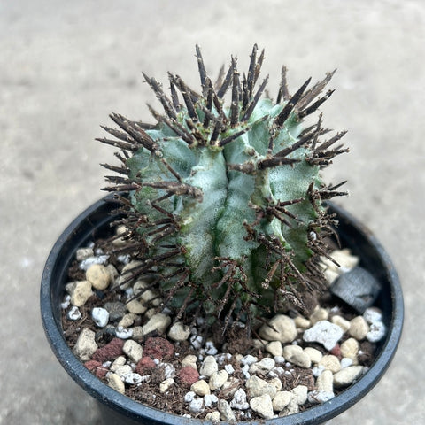 Euphorbia horrida hybrid 