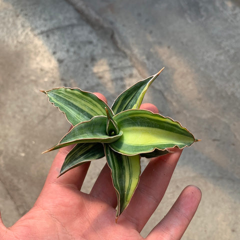 Sansevieria kismayo f. variegata
