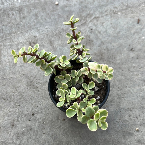 portulacaria afra prostrata cats Portulacaria afra f. variegata | Succulents