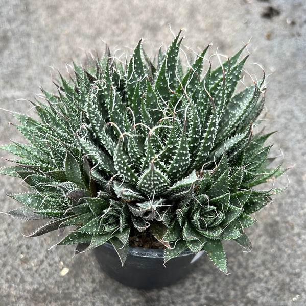 Aloe aristata | Succulents