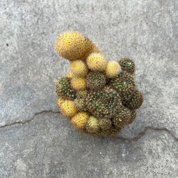 Rebutia fabrisii f. variegata – Serres Lavoie