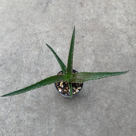 Aloe vaombe 