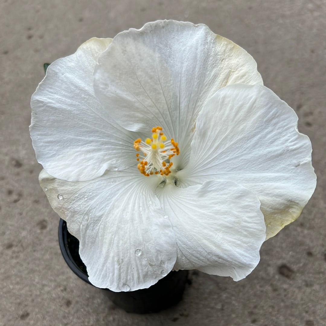 Hibiscus rosa-sinensis 'Hollywood Earth Angel