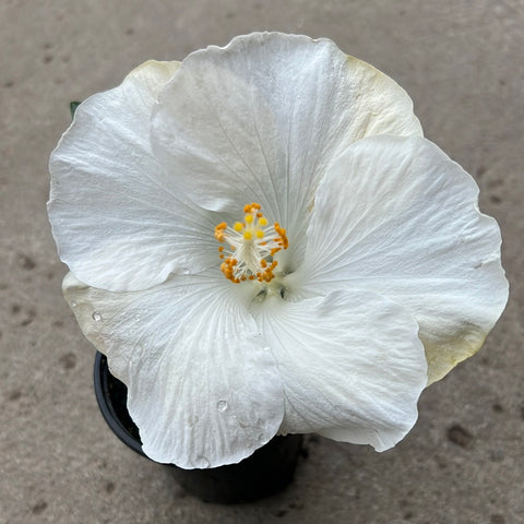 Hibiscus rosa-sinensis 'Hollywood Earth Angel'
