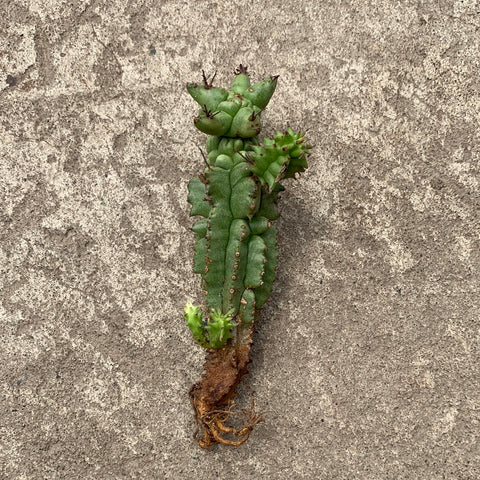 Euphorbia horrida cv. Kikko 