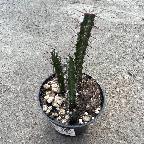 Euphorbia rubrimarginata