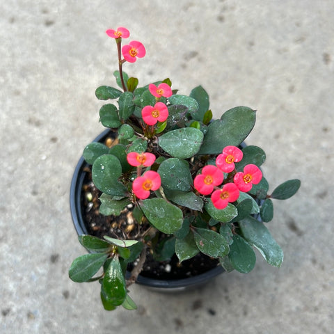 Euphorbia milii 'Mini'