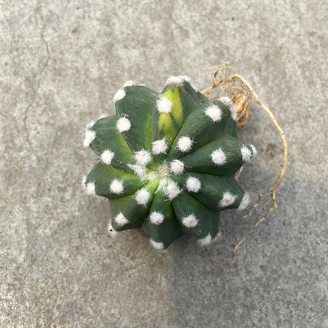 Echinopsis subdenudata cv. Fuzzy Navel f. variegata