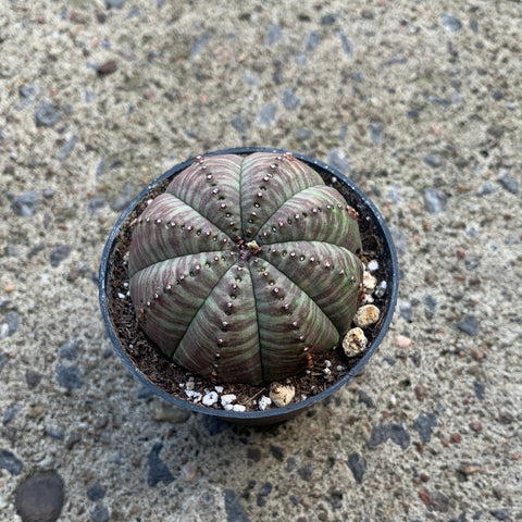 Euphorbia obesa hybrid 
