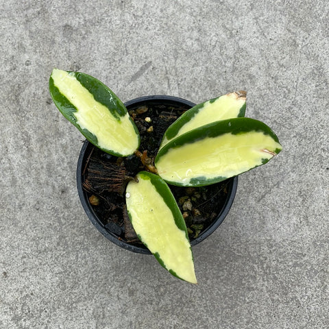 Hoya acuta f. variegata jaune