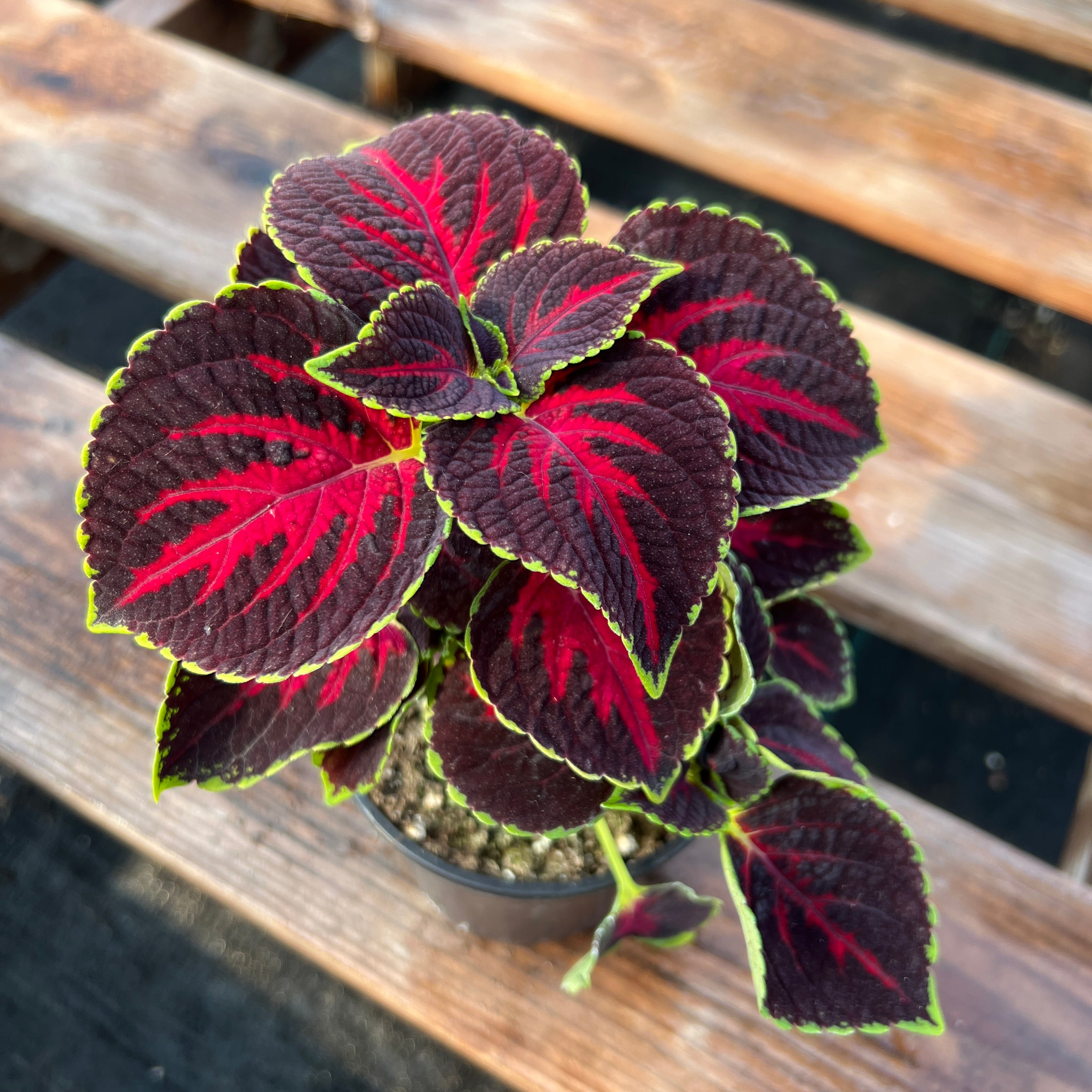 Coleus Plante () Coleus Plante