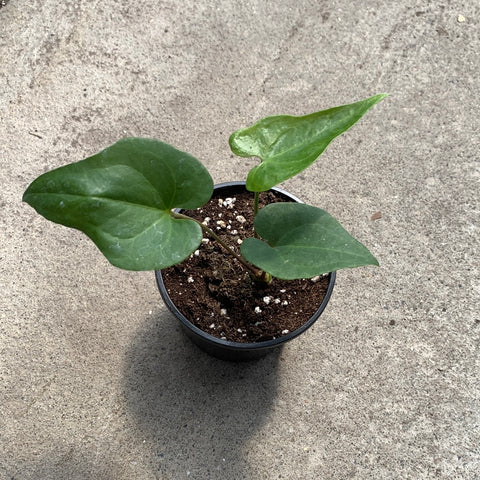 anthurium podophyllum for sale Anthurium podophyllum | Tropical