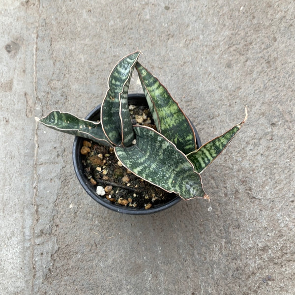 Sansevieria fischeri  Serres Lavoie