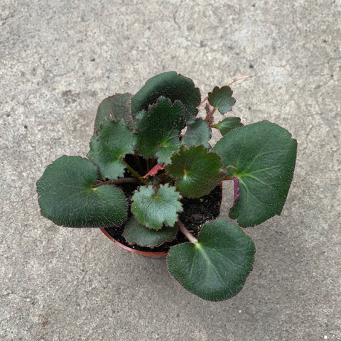 Saxifraga stolonifera 'Harvest Moon