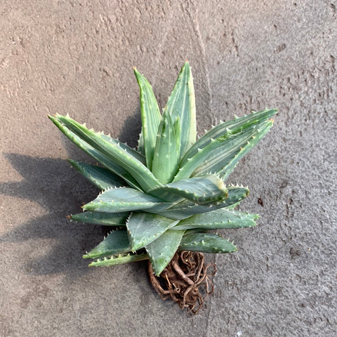 Aloe brevifolia f. variegata 