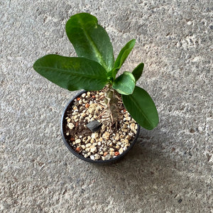 Ouvrir l&#39;image dans le diaporama, Euphorbia milii grandiflora thai hybrid ‘White snow’
