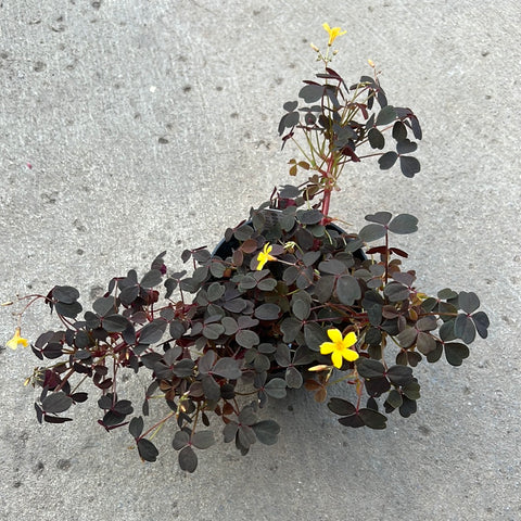 Oxalis articulata Burgundy yellow