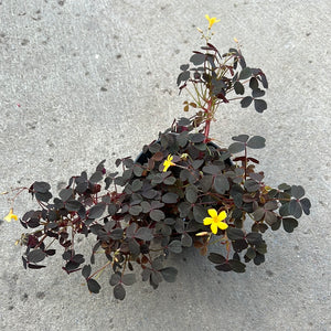 Ouvrir l&#39;image dans le diaporama, Oxalis articulata Burgundy yellow
