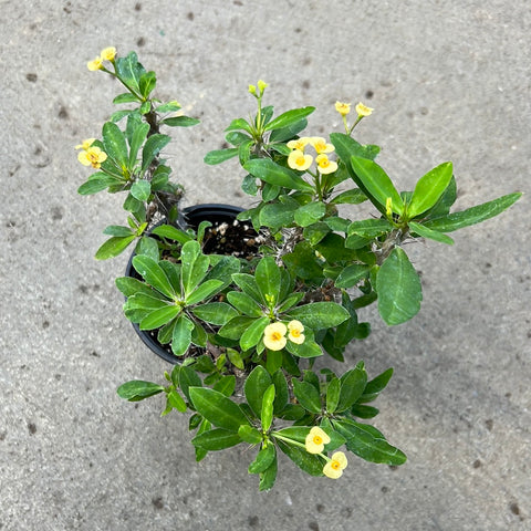 Euphorbia milii 'Lemon Drop'