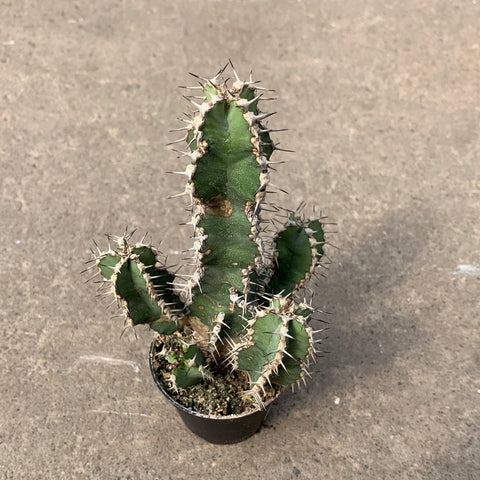 Euphorbia polyacantha