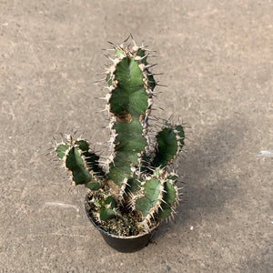 Ouvrir l&#39;image dans le diaporama, Euphorbia polyacantha

