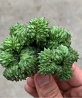 Euphorbia 'Green Elf' f. cristata 