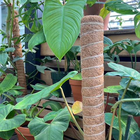 Coconut fiber stake 15 inches