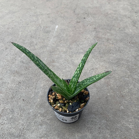 Aloe trichosantha ssp. longiflora 