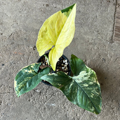 Syngonium podophyllum 'Aurea' – Serres Lavoie