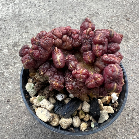 Echinopsis cv. chocolat f. monstruosa