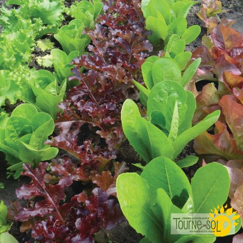 Mixed Lettuce Seeds *Organic*