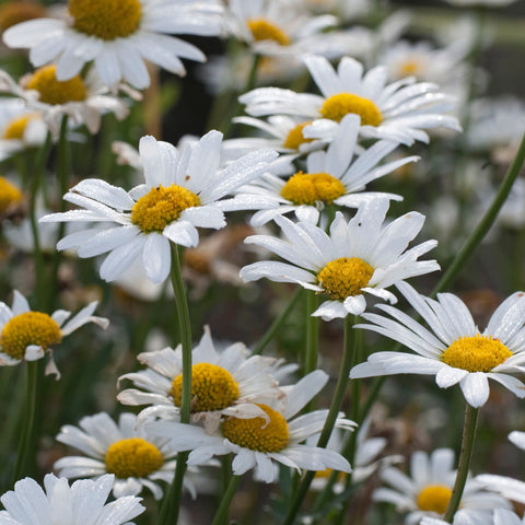 Leucanthemum 'Silver Princess' (Marguerite blanche compacte)