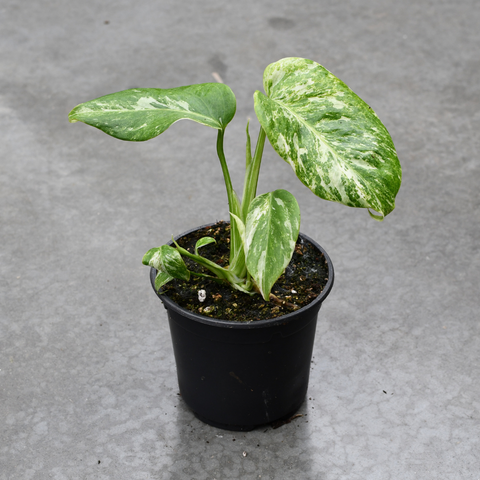 Monstera deliciosa 'Albo'