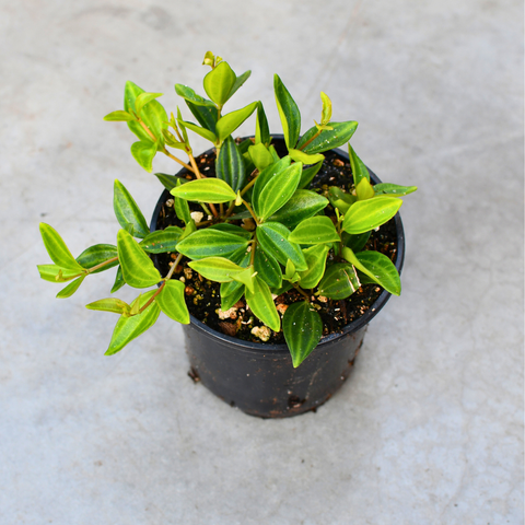 Peperomia 'angulata'