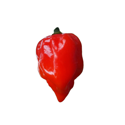 Piment Habanero Rouge