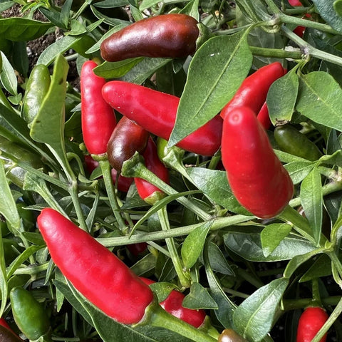 Semences de piment Piri-Piri *Biologique*