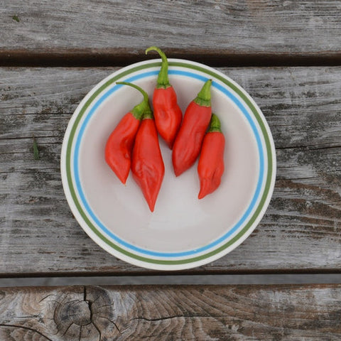 Semences de Piment Végétarien *Biologique*