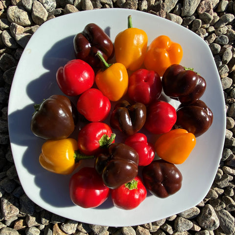 Mixed miniature pepper seeds *Organic*